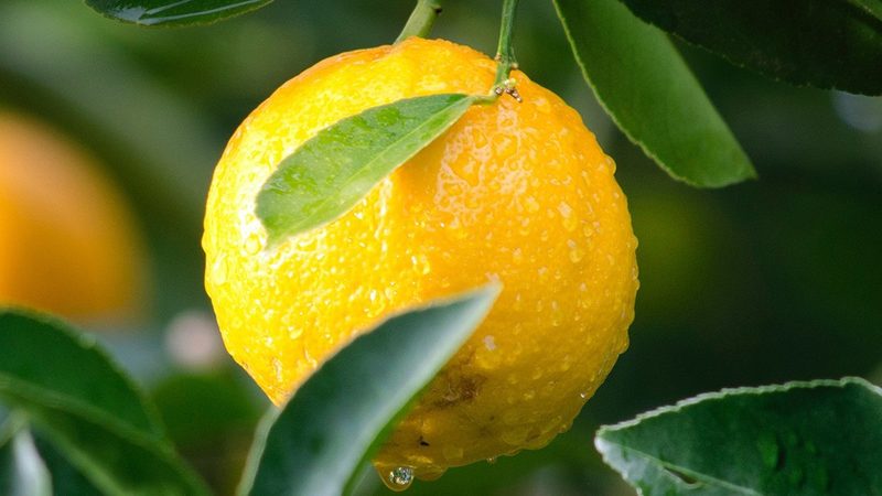DNA连接酶失效原因解析：揭秘影响酶活性的关键因素